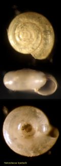 Helicodiscus&nbsp;riparbellii